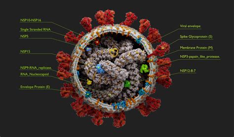 chanel e coronavirus|Discovery of SARS.